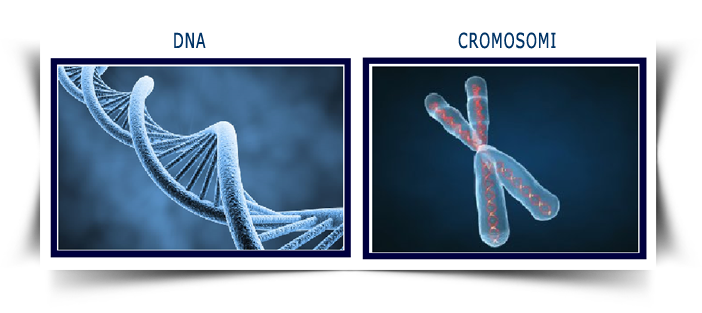 dna e cromosomi